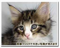 ノルウェージャンフォレストキャット