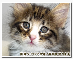 ノルウェージャンフォレストキャット