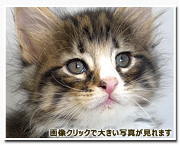 ノルウェージャンフォレストキャット