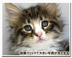 ノルウェージャンフォレストキャット