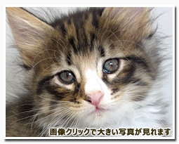 ノルウェージャンフォレストキャット