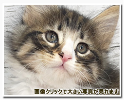 ノルウェージャンフォレストキャット