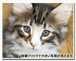 ノルウェージャンフォレストキャット