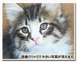 ノルウェージャンフォレストキャット