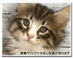 ノルウェージャンフォレストキャット