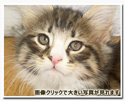 ノルウェージャンフォレストキャット