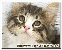 ノルウェージャンフォレストキャット