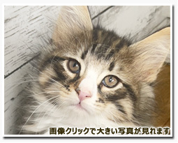 ノルウェージャンフォレストキャット