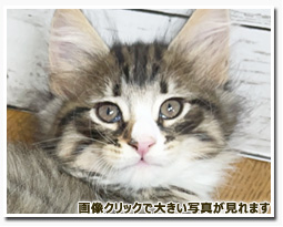 ノルウェージャンフォレストキャット