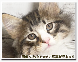 ノルウェージャンフォレストキャット