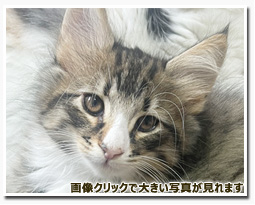 ノルウェージャンフォレストキャット