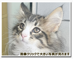ノルウェージャンフォレストキャット