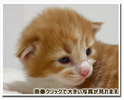 ノルウェージャンフォレストキャット