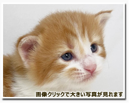 ノルウェージャンフォレストキャット