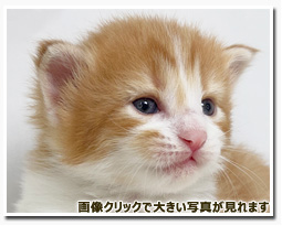 ノルウェージャンフォレストキャット