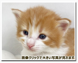 ノルウェージャンフォレストキャット