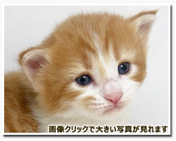 ノルウェージャンフォレストキャット