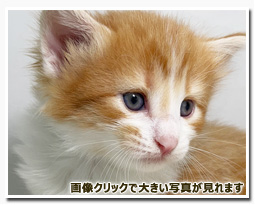 ノルウェージャンフォレストキャット