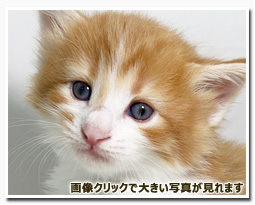 ノルウェージャンフォレストキャット