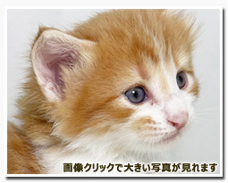 ノルウェージャンフォレストキャット