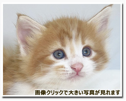 ノルウェージャンフォレストキャット