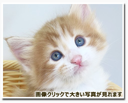 ノルウェージャンフォレストキャット