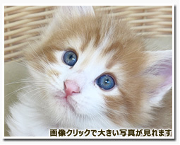 ノルウェージャンフォレストキャット