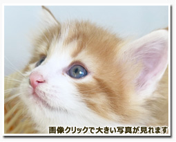 ノルウェージャンフォレストキャット