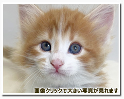 ノルウェージャンフォレストキャット