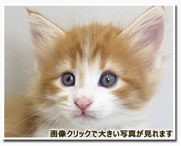 ノルウェージャンフォレストキャット