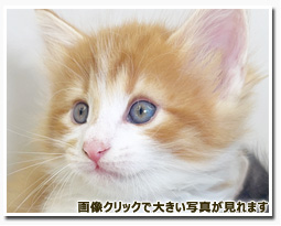 ノルウェージャンフォレストキャット