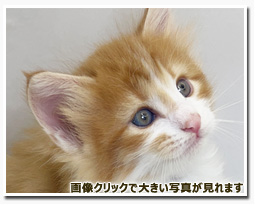 ノルウェージャンフォレストキャット