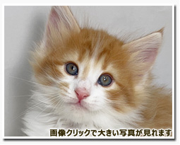 ノルウェージャンフォレストキャット