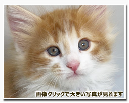 ノルウェージャンフォレストキャット