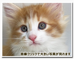 ノルウェージャンフォレストキャット