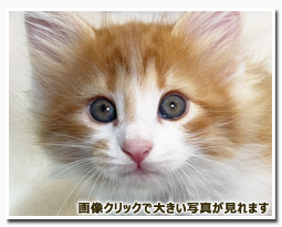 ノルウェージャンフォレストキャット