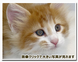 ノルウェージャンフォレストキャット