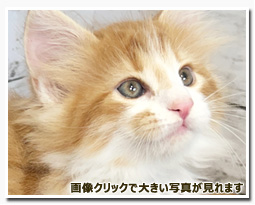 ノルウェージャンフォレストキャット