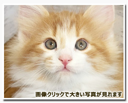 ノルウェージャンフォレストキャット