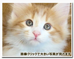 ノルウェージャンフォレストキャット