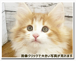 ノルウェージャンフォレストキャット