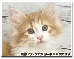 ノルウェージャンフォレストキャット