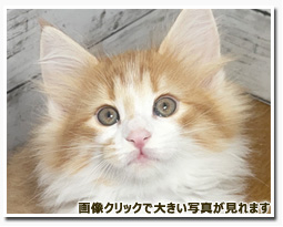 ノルウェージャンフォレストキャット