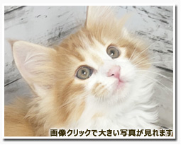 ノルウェージャンフォレストキャット