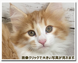 ノルウェージャンフォレストキャット