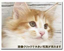 ノルウェージャンフォレストキャット