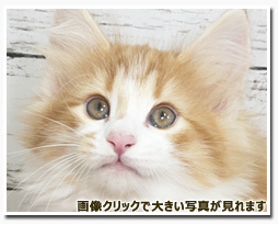 ノルウェージャンフォレストキャット