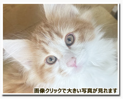 ノルウェージャンフォレストキャット