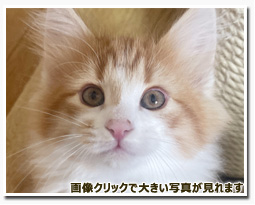 ノルウェージャンフォレストキャット