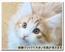 ノルウェージャンフォレストキャット